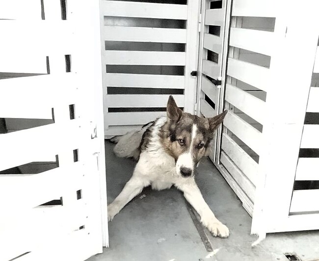 Община Асеновград: Изтече срокът за регистрация на домашни кучета в Асеновград