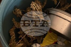 Своге - Специализирана операция - марихуана