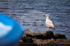 Поморие - пристанище - лодки