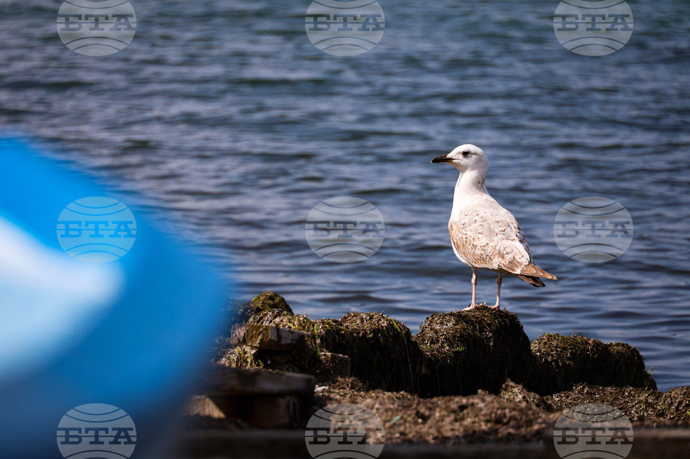 Поморие - пристанище - лодки