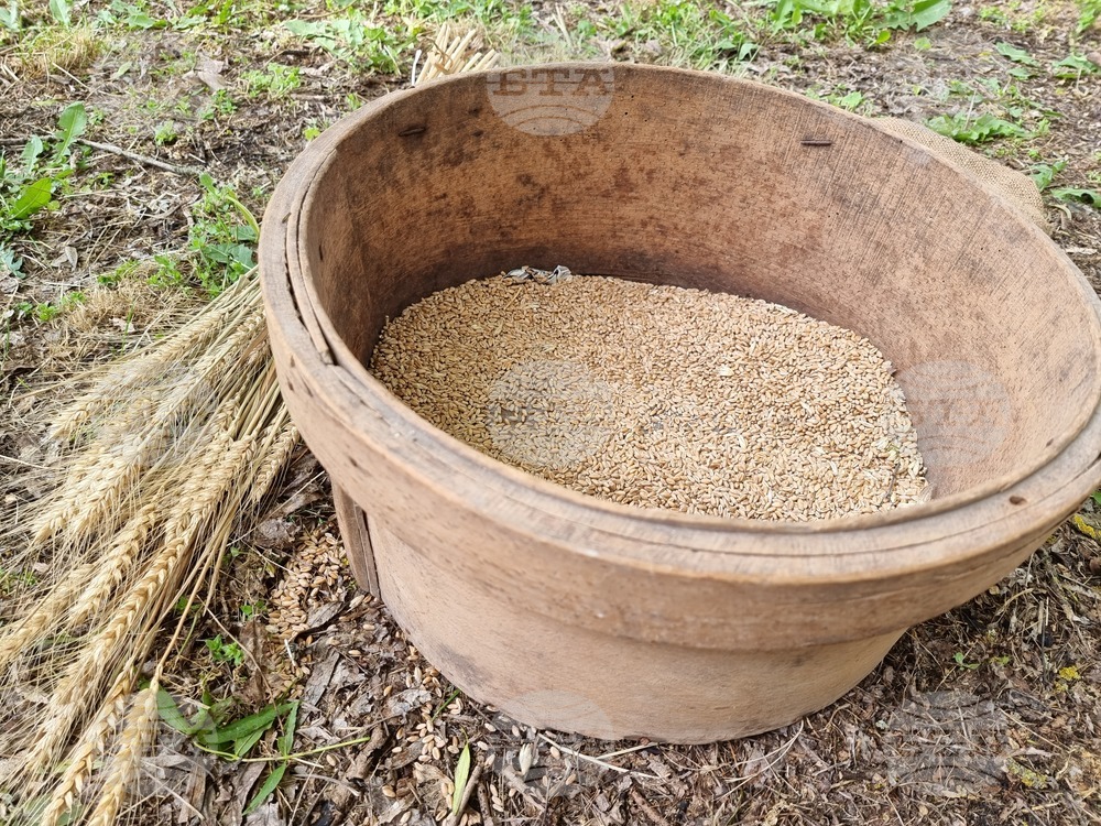 Сдружение "Агролинк" алармира, че Министерството на земеделието и храните е дало противоположни позиции по отношение на старите сортове семена и тяхното използване