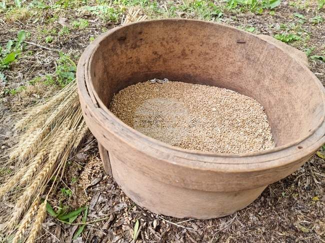 Сдружение "Агролинк" алармира, че Министерството на земеделието и храните е дало противоположни позиции по отношение на старите сортове семена и тяхното използване