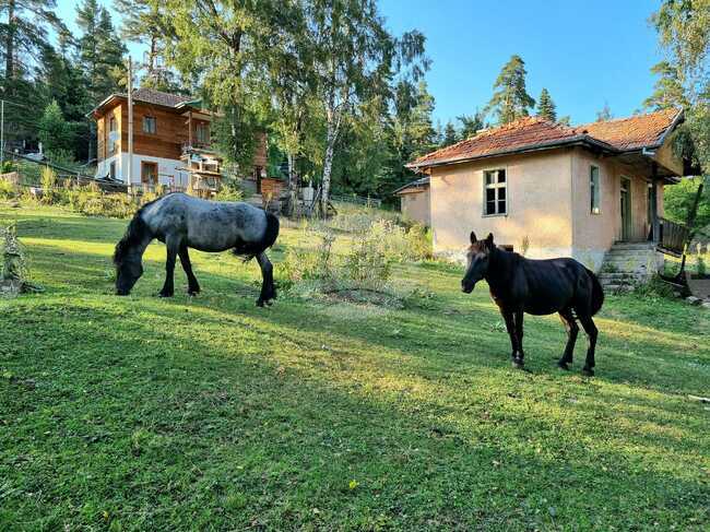 В Търговище започват проверки за свободно движещи се селскостопански животни