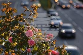 Ежедневие - уличен трафик