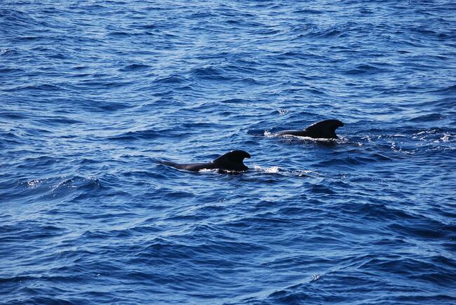 Scientists Propose New Protected Area in Black Sea to Preserve Cetaceans