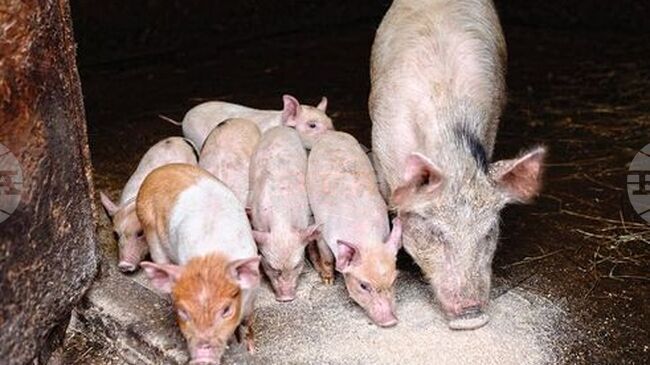 Livestock Sector Warns of Crisis in Dead Animal Disposal