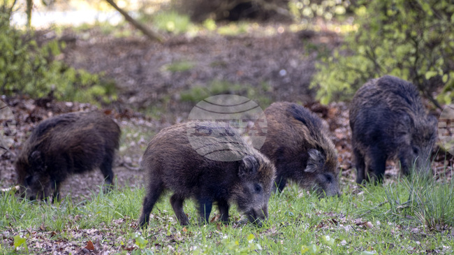 Испания съобщи за първи случаи на африканска чума по свинете от 1994 г. 