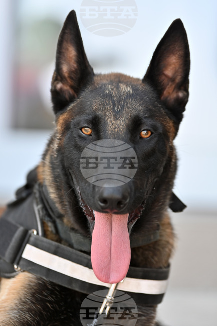 В италианския Сенат вече ще могат да влизат кучета, но при определени условия