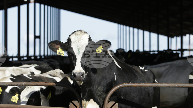 Птичи грип е засечен в крава в Нидерландия - първи подобен случай извън САЩ