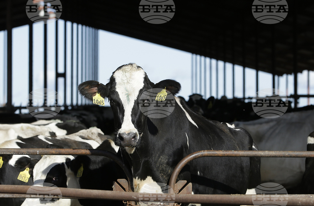 Птичи грип е установен в крава в Нидерландия - първи подобен случай извън САЩ