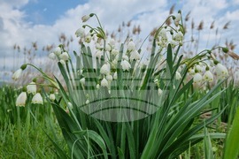 с.Блатец, блатно кокиче, снимка:Велина Василева