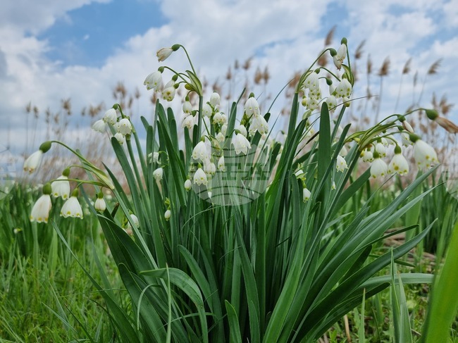 Влошава се състоянието на вида блатно кокиче в Хасковско, предупредиха от регионалната екоинспекция 