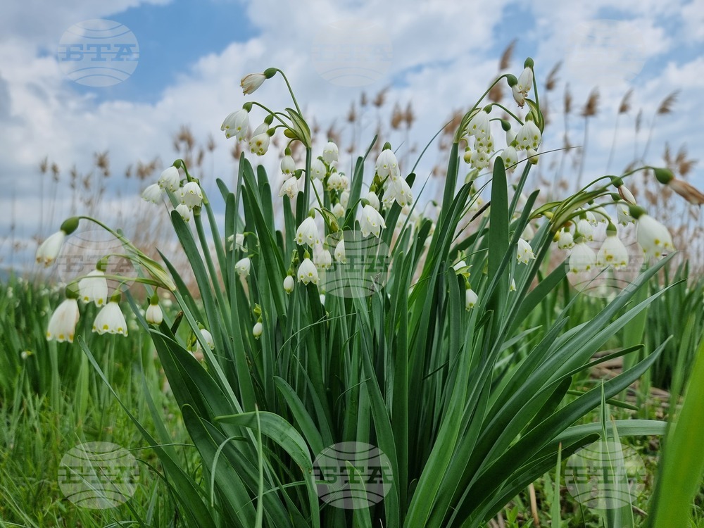 с.Блатец, блатно кокиче, снимка:Велина Василева