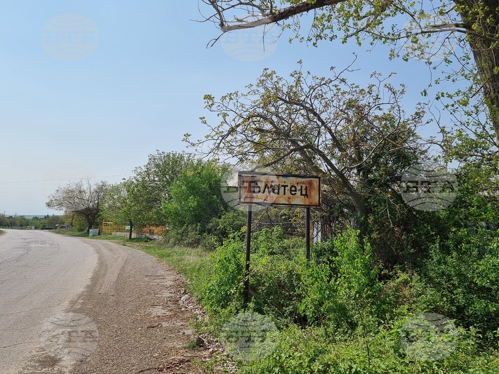 Село Блатец - блатно кокиче