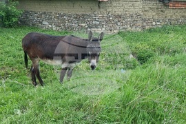 Село Блатец - блатно кокиче