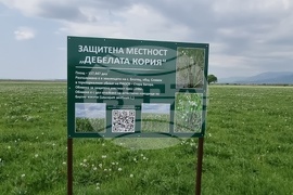 Село Блатец - блатно кокиче