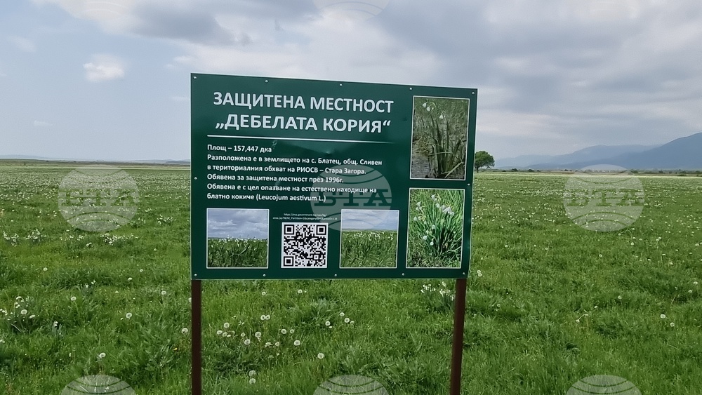 Село Блатец - блатно кокиче