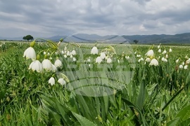 Село Блатец - блатно кокиче