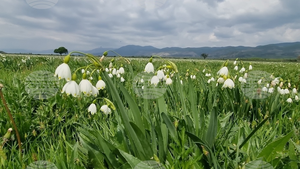 Село Блатец - блатно кокиче