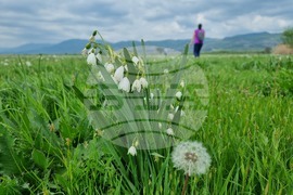 Село Блатец - блатно кокиче