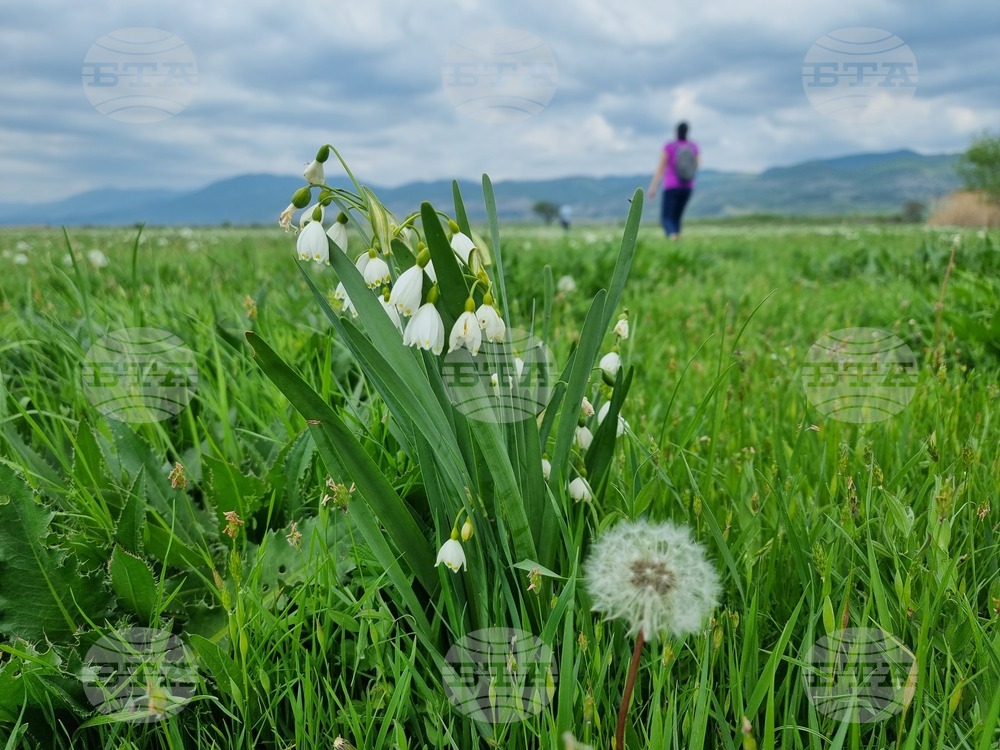 Село Блатец - блатно кокиче