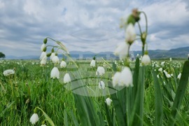 Село Блатец - блатно кокиче