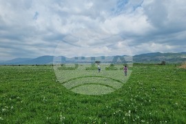 Село Блатец - блатно кокиче