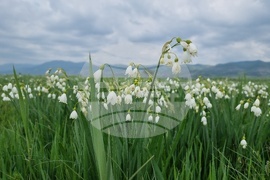 Село Блатец - блатно кокиче