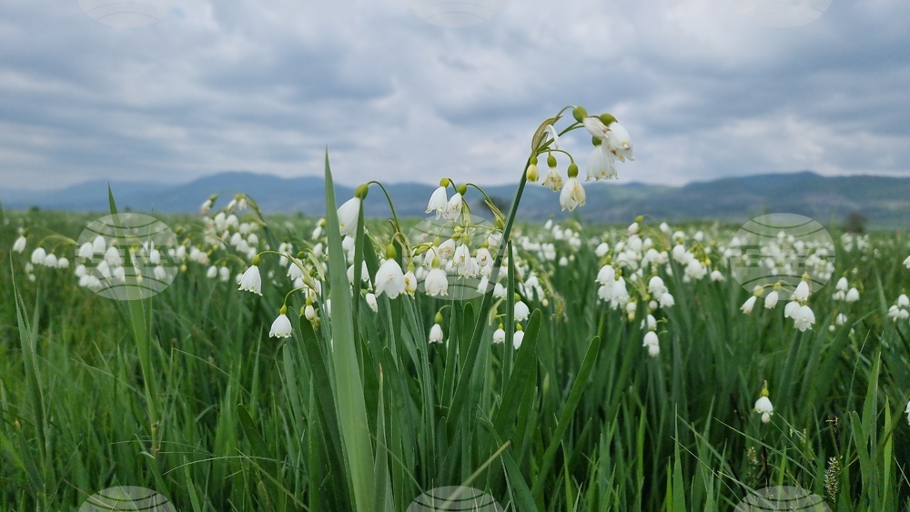 Село Блатец - блатно кокиче