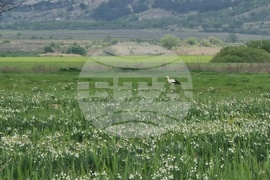 Село Блатец - блатно кокиче