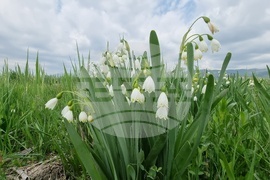 Село Блатец - блатно кокиче