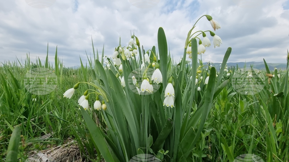 Село Блатец - блатно кокиче