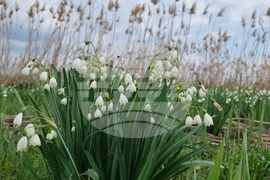 Село Блатец - блатно кокиче