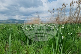 Село Блатец - блатно кокиче