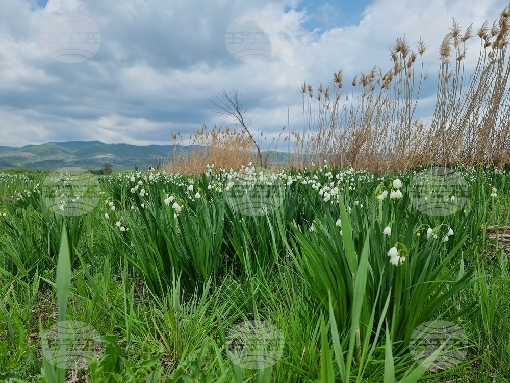 Село Блатец - блатно кокиче