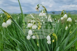 Село Блатец - блатно кокиче