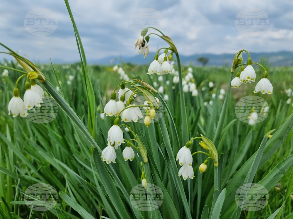 Село Блатец - блатно кокиче