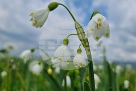 Село Блатец - блатно кокиче