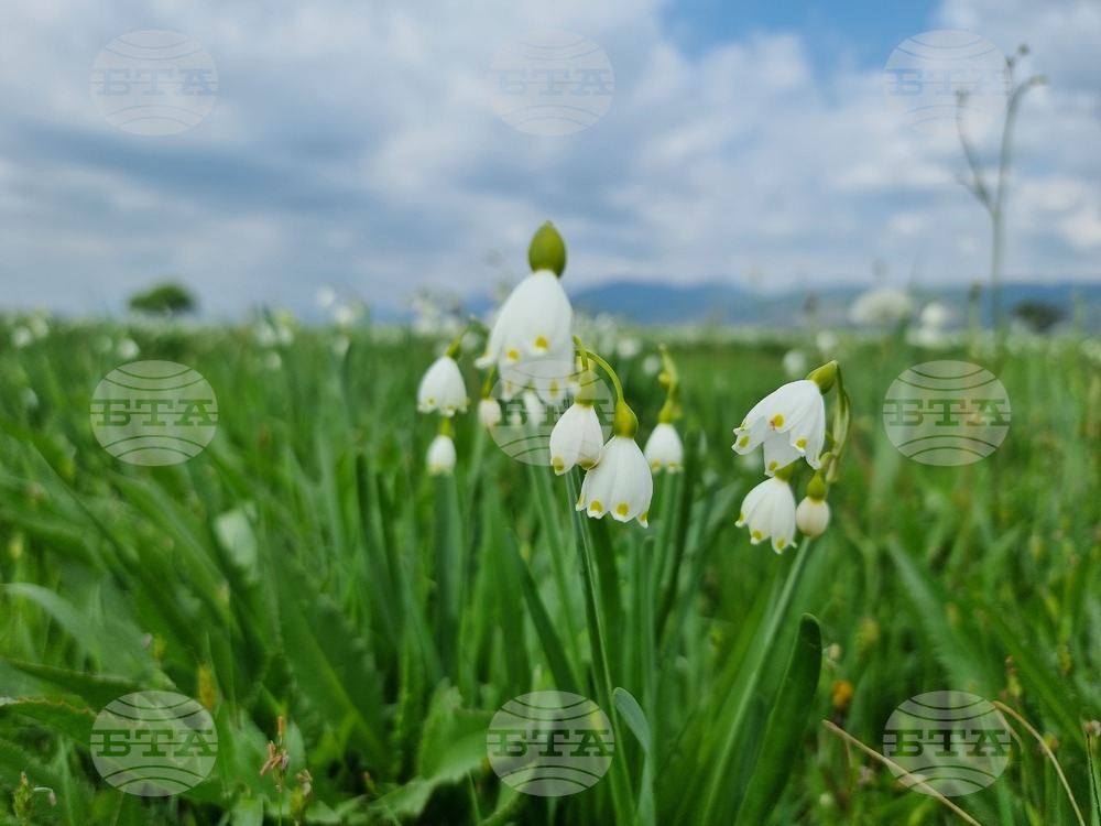 Село Блатец - блатно кокиче