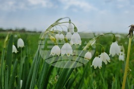 Село Блатец - блатно кокиче