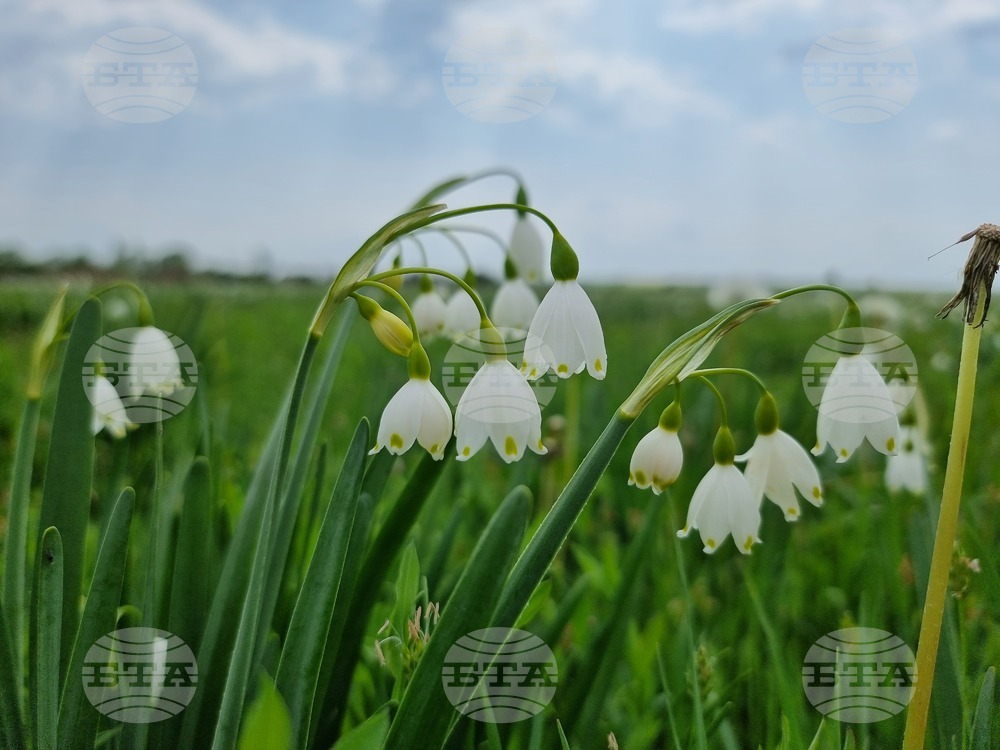 Село Блатец - блатно кокиче