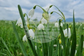 Село Блатец - блатно кокиче