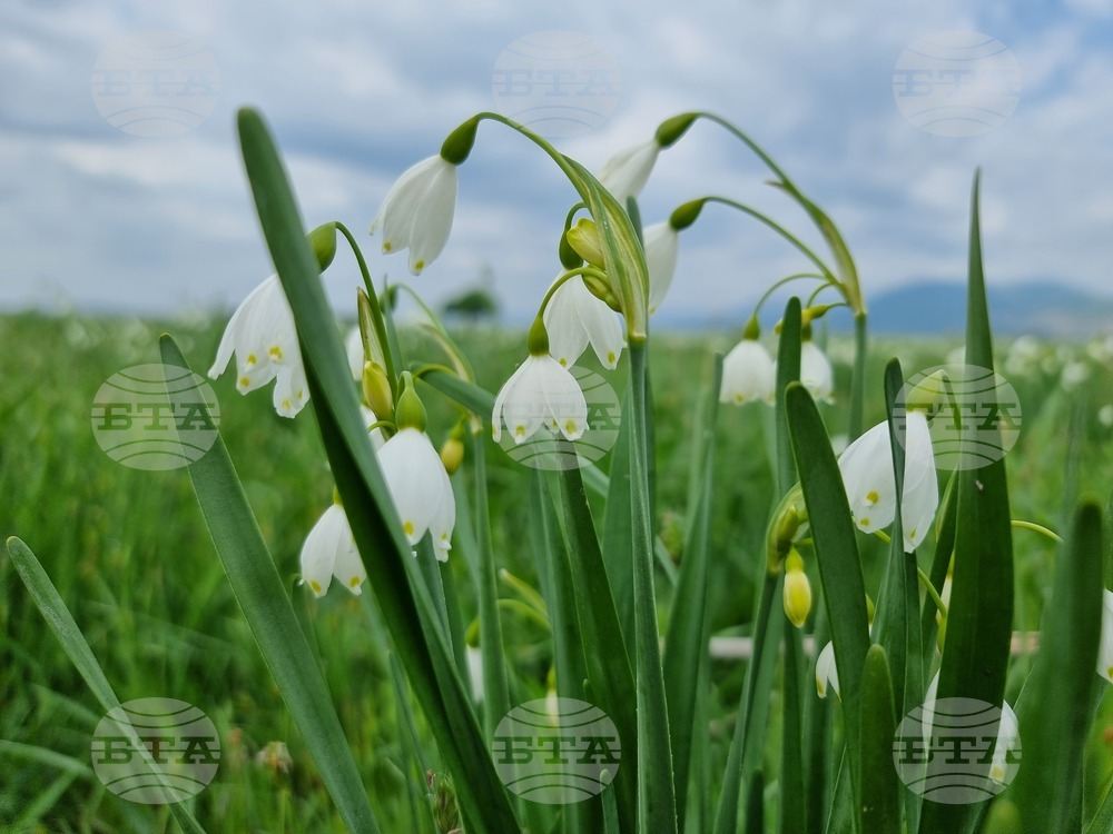 Село Блатец - блатно кокиче