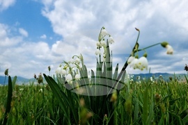 Село Блатец - блатно кокиче