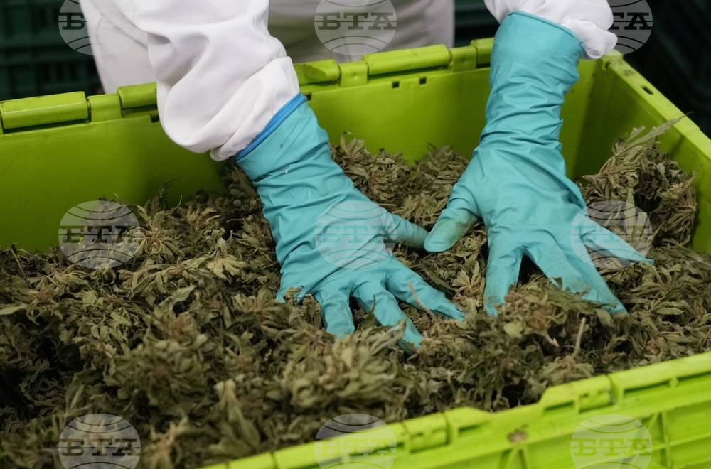 АПА: Виенската полиция иззе стотици килограми марихуана