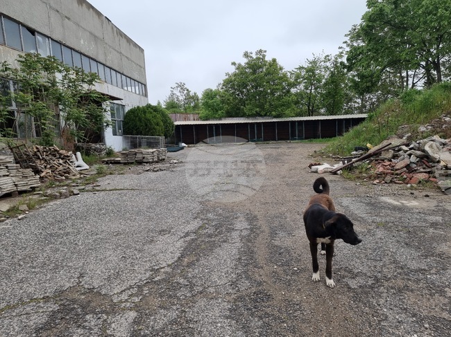 Кърджали - приют - кучета