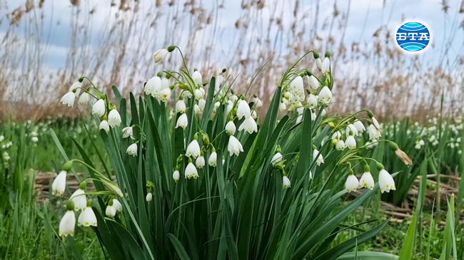 Край сливенското село Блатец се намира единственото в областта находище на блатно кокиче