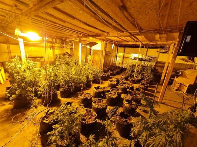 Служители на ГДБОП неутрализираха високотехнологична оранжерия за канабис