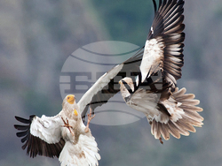 Международният ден на лешоядите