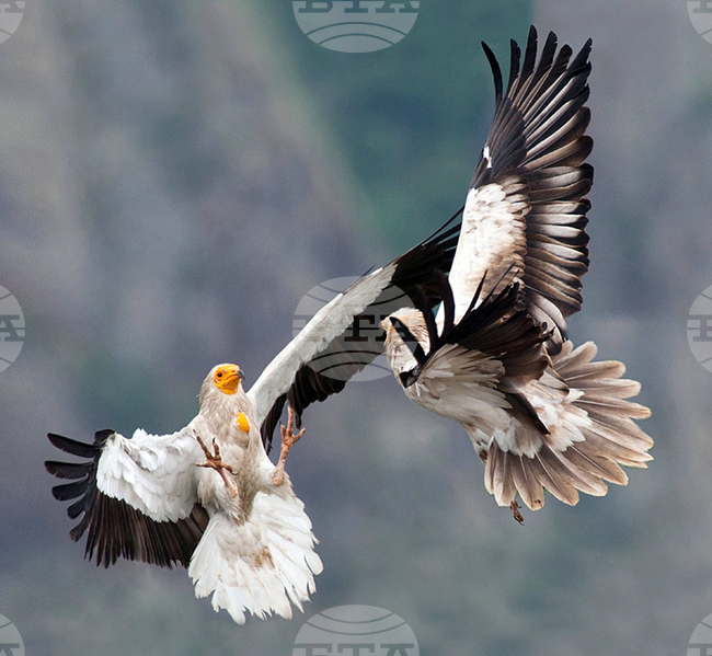 Международният ден на лешоядите